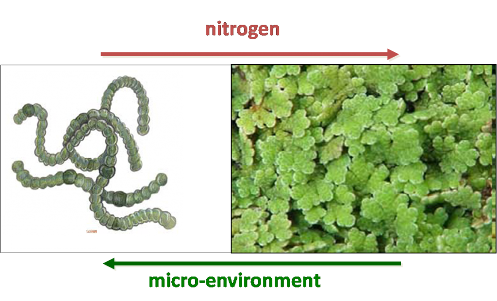 The Azolla-Anabaena symbiosis