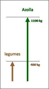 Azolla and legume nitrogen production