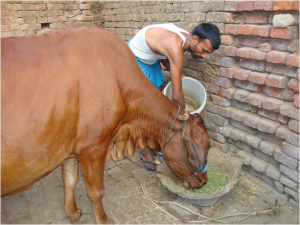 A cow enjoying Azolla in Akhilesh Kumar' study