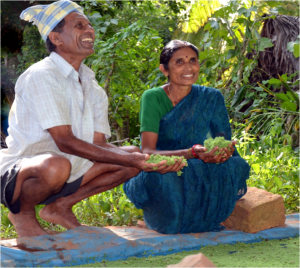 Mahadevappa and Gauramma are enthusiastic about using Azolla as a livestock feed