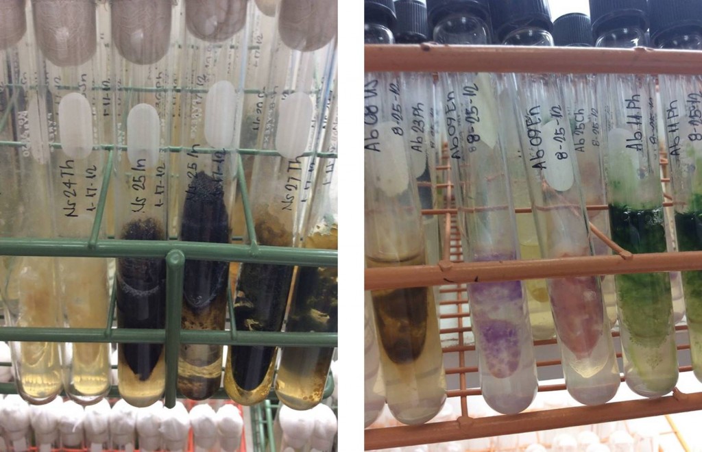 Free-living Anabaena in IRRI's germplast colection