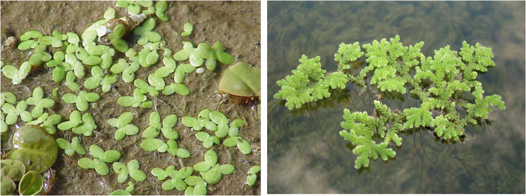 Comparison of Lemna (left) and Azolla (right)