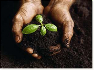 biofertilized soil