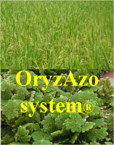 oryzazo system