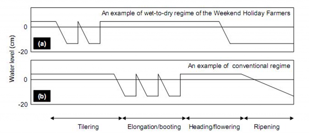 Figure 2. Schematic diagram of water regimes showing (a) the Weekend Holiday Farmers’ Network. and (b) a conventional water regime for rice production.