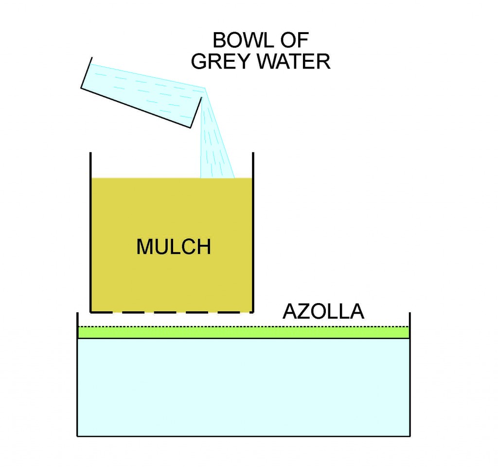 Adding grey water to mulch above a container of water with Azolla floating on the surface.