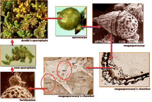 the Azolla Superorganism | The Azolla Foundation