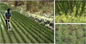 Rice production | The Azolla Foundation