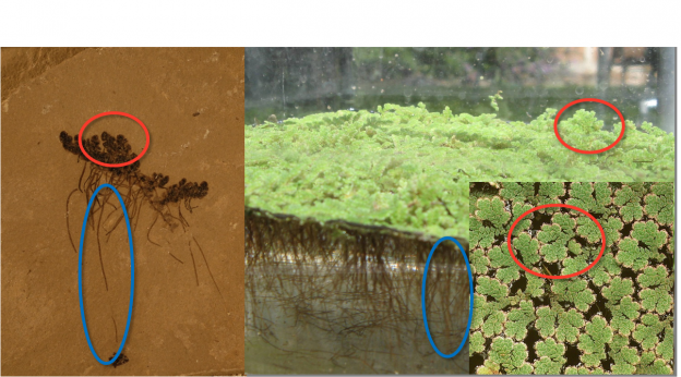 Why is azolla unique? | The Azolla Foundation